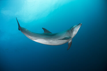 Wild dolphin swimming, San Benedicto, Revillagigedo, Mexico - CUF31027