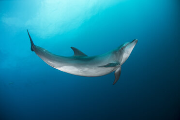 Wild schwimmender Delfin, San Benedicto, Revillagigedo, Mexiko - CUF31027