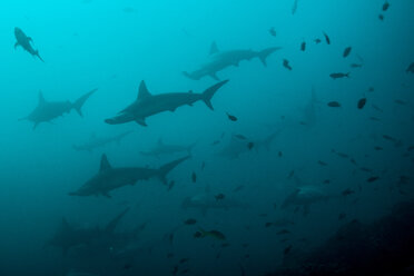 Deep water cleaning stations attracting hammerhead sharks, San Benedicto, Revillagigedo, Mexico - CUF31028