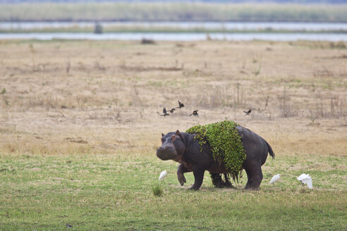 Flusspferd (Hippopotamus amphibius), Mana Pools National Park, Simbabwe, Afrika - CUF31032