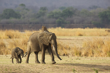 African elephant calf with parent (Loxodonta africana), Mana Pools National Park, Zimbabwe, Africa - CUF31033