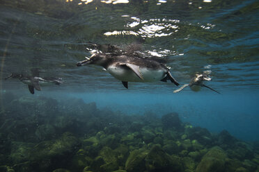 Galapagos-Pinguine (Spheniscus mendiculus) beim Schwimmen, Galapagos-Inseln, Ecuador - CUF31039