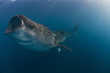 Whale shark (rhincodon typus) feeding on fish eggs in the caribbean waters of Isla Mujeres, Mexico - CUF31052