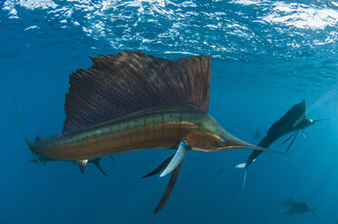 Every winter sailfish (Istiophorus albicans) gather to feed on sardine baitballs north of Isla Mujeres, Mexico - CUF31053