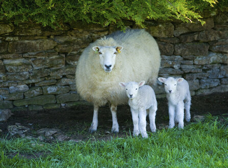 Porträt eines Schafes und zweier Lämmer, die an einer Steinmauer Schutz suchen - CUF31067