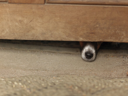 Dog hiding under wooden cabinet - CUF31091