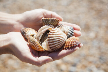 Close up of womans cupped hands holding collection of seashells - CUF31192