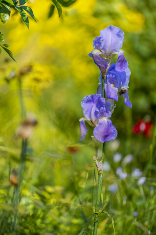 Frankreich, Provence-Alpes-Cote d'Azur, Mehrfarbige Schwertlilie, Iris versicolor, Nahaufnahme, lizenzfreies Stockfoto