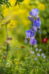 Frankreich, Provence-Alpes-Cote d'Azur, Mehrfarbige Schwertlilie, Iris versicolor, Nahaufnahme - FRF00678