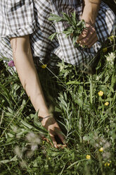 Italien, Venetien, Junge Frau pflückt Blumen und Kräuter auf einem Feld, Nahaufnahme - ALBF00416