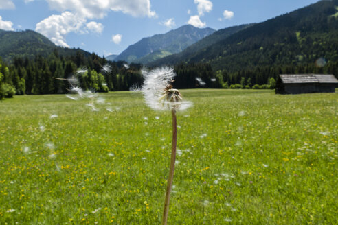 Österreich, Kärnten, Pusteblume - EJWF00884