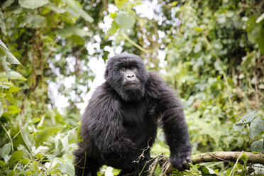 Africa, Democratic Republic of Congo, Mountain gorilla in jungle - REAF00285