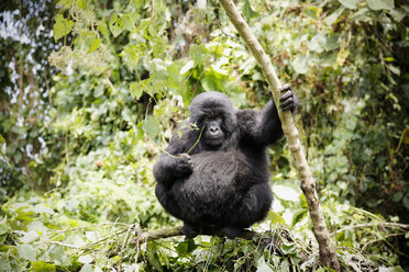 Africa, Democratic Republic of Congo, Mountain gorilla in jungle - REAF00286