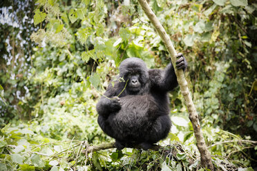 Afrika, Demokratische Republik Kongo, Berggorilla im Dschungel - REAF00286