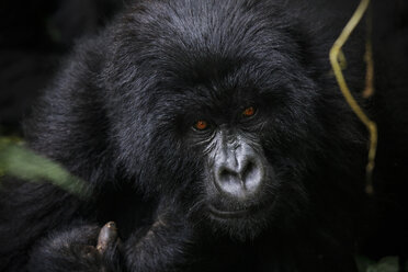 Africa, Democratic Republic of Congo, Mountain gorilla, silverback in jungle - REAF00290