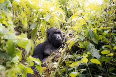 Afrika, Demokratische Republik Kongo, Berggorilla im Dschungel - REAF00291