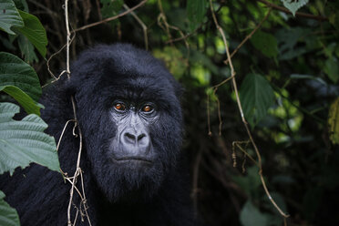 Africa, Democratic Republic of Congo, Mountain gorilla, silverback in jungle - REAF00293