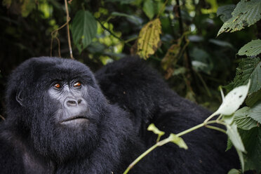 Africa, Democratic Republic of Congo, Mountain gorilla, silverback in jungle - REAF00294