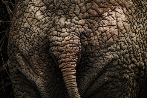 Uganda, African elephant, rear view, close-up - REAF00312