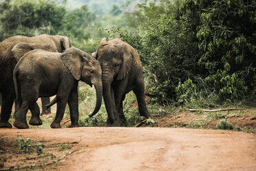 Uganda, Kigezi National Park, Junge Elefanten spielen zusammen - REAF00314