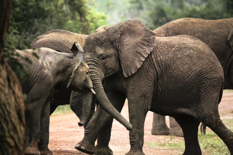 Uganda, Kigezi National Park, Junge Elefanten spielen zusammen, lizenzfreies Stockfoto