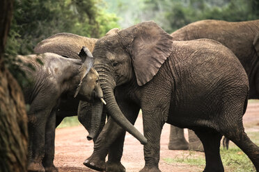 Uganda, Kigezi National Park, Junge Elefanten spielen zusammen - REAF00315