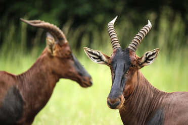 Uganda, Kigezi-Nationalpark, Kob-Antilopen - REAF00316