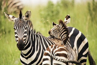 Uganda, Kigezi-Nationalpark, Zebrastute mit Fohlen - REAF00317