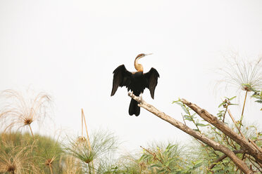 Uganda, Kigezi-Nationalpark, Afrikanische Schlangenhalsvogel auf einem Ast sitzend - REAF00319