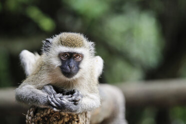 Uganda, Kigezi-Nationalpark, Grüne Meerkatze - REAF00321