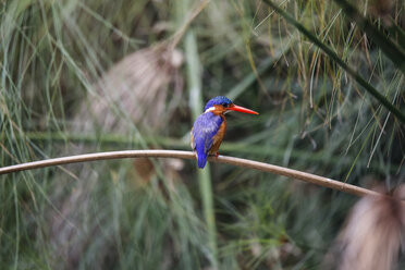 Uganda, Viktoriasee, Azureisvogel auf Ast sitzend - REAF00325
