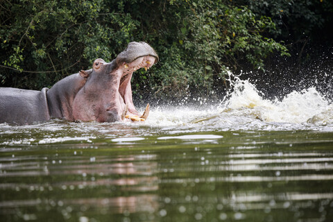 Uganda, Viktoriasee, Nilpferd im See mit offenem Maul, lizenzfreies Stockfoto