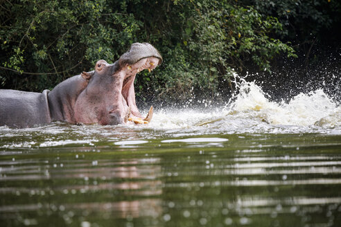 Uganda, Lake Victoria, Hippopotamus in lake with open mouth - REAF00328