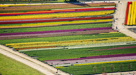 Aerial view of rows of colorful tulip fields and paths - ISF09691