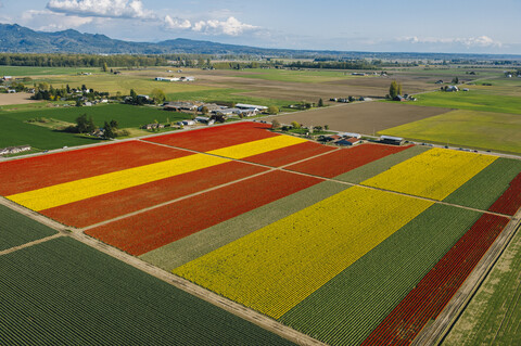 Luftaufnahme von bunten Tulpenfeldern und entfernten Bergen, lizenzfreies Stockfoto