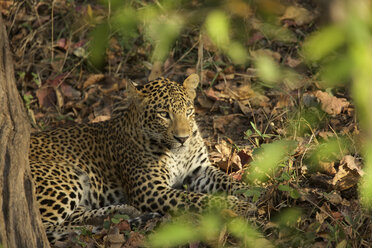 Leopard - Panthera pardus, Satpura National Park, Madhya Pradesh Indien - ISF09717