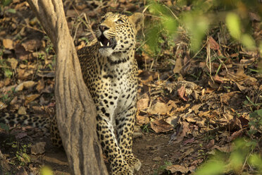 Leopard - Panthera pardus, Satpura National Park, Madhya Pradesh Indien - ISF09718