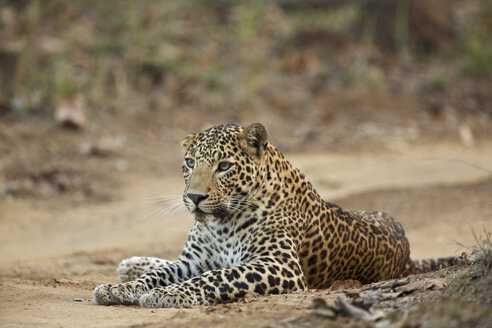 Leopard - Panthera pardus, Dieses Exemplar ist insofern ungewöhnlich, als es blaue Augen hat und nicht die üblichen gelben, Satpura National Park, Madhya Pradesh Indien - ISF09719