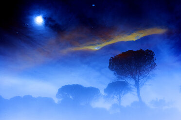 Spain, Andalusia, trees and sky with clouds and moon - DSGF01755