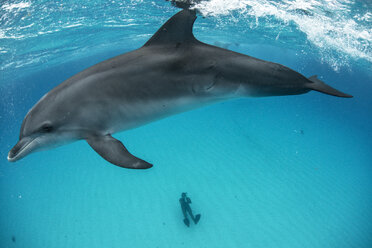 Hochformatige Ansicht eines Atlantischen Fleckendelfins an der Oberfläche und eines Tauchers auf dem Meeresgrund, Nördliche Bahamas Banks, Bahamas - CUF31347