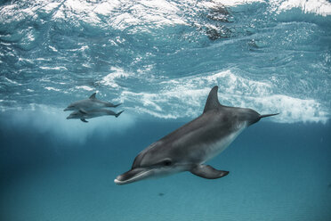 Atlantic spotted dolphins surfing on waves, looking at camera, Northern Bahamas Banks, Bahamas - CUF31348