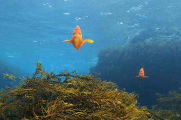 Frontansicht eines Garibaldi-Fisches über einem Kelp-Riff, Guadalupe Island, Baja California, Mexiko - CUF31369