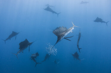 Underwater view of group of sailfish corralling sardine shoal, Contoy Island, Quintana Roo, Mexico - CUF31372