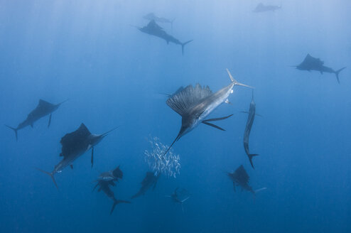 Unterwasseransicht einer Gruppe von Segelfischen, die einen Sardinenschwarm fangen, Insel Contoy, Quintana Roo, Mexiko - CUF31372