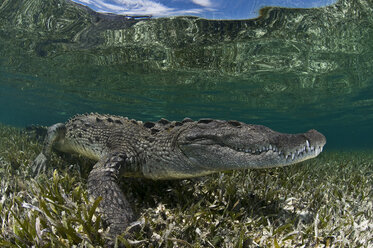 Unterwasser-Seitenansicht eines Krokodils auf Seegras in flachem Wasser, Chinchorro-Atoll, Quintana Roo, Mexiko - CUF31374
