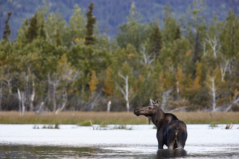 USA, Alaska, Denali-Nationalpark, Elchkuh in einem See - CVF00819