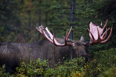USA, Alaska, Elch im Denali-Nationalpark - CVF00827