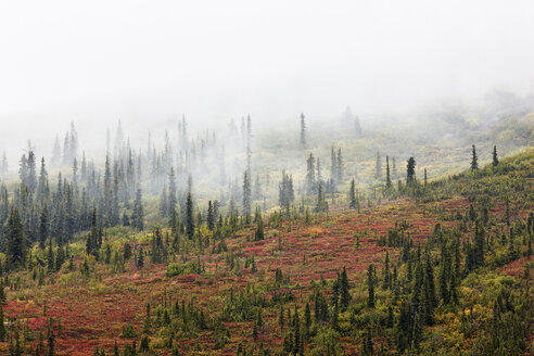 USA, Alaska, Herbst im Denali-Nationalpark - CVF00828