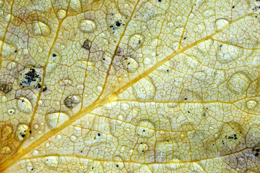 Detail von Regentropfen auf Herbstblatt - CVF00845