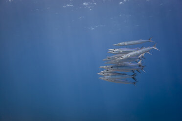 Unterwasseransicht eines Schwarmes junger Chevron Barrakudas (sphyraena genie), Lombok, Indonesien - CUF32302